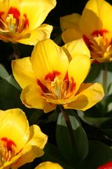 Keukenhof Lisse Niederlande (Tulpen) (23.03.2012)(2)