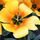 Keukenhof Lisse Niederlande (Tulpen) (23.03.2012)(3)