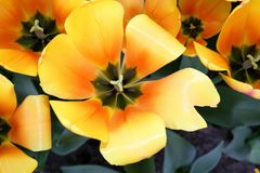 Keukenhof Lisse Niederlande (Tulpen) (23.03.2012)(3)