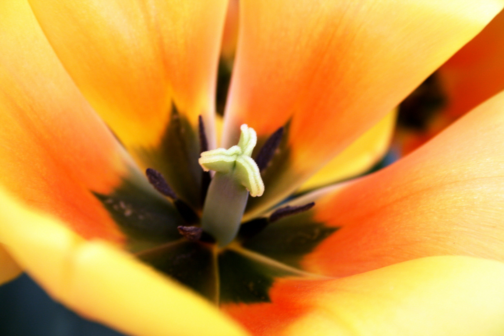 Keukenhof Lisse Niederlande (Tulpen) (23.03.2012)(4)