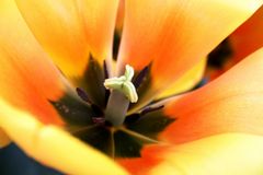 Keukenhof Lisse Niederlande (Tulpen) (23.03.2012)(4)