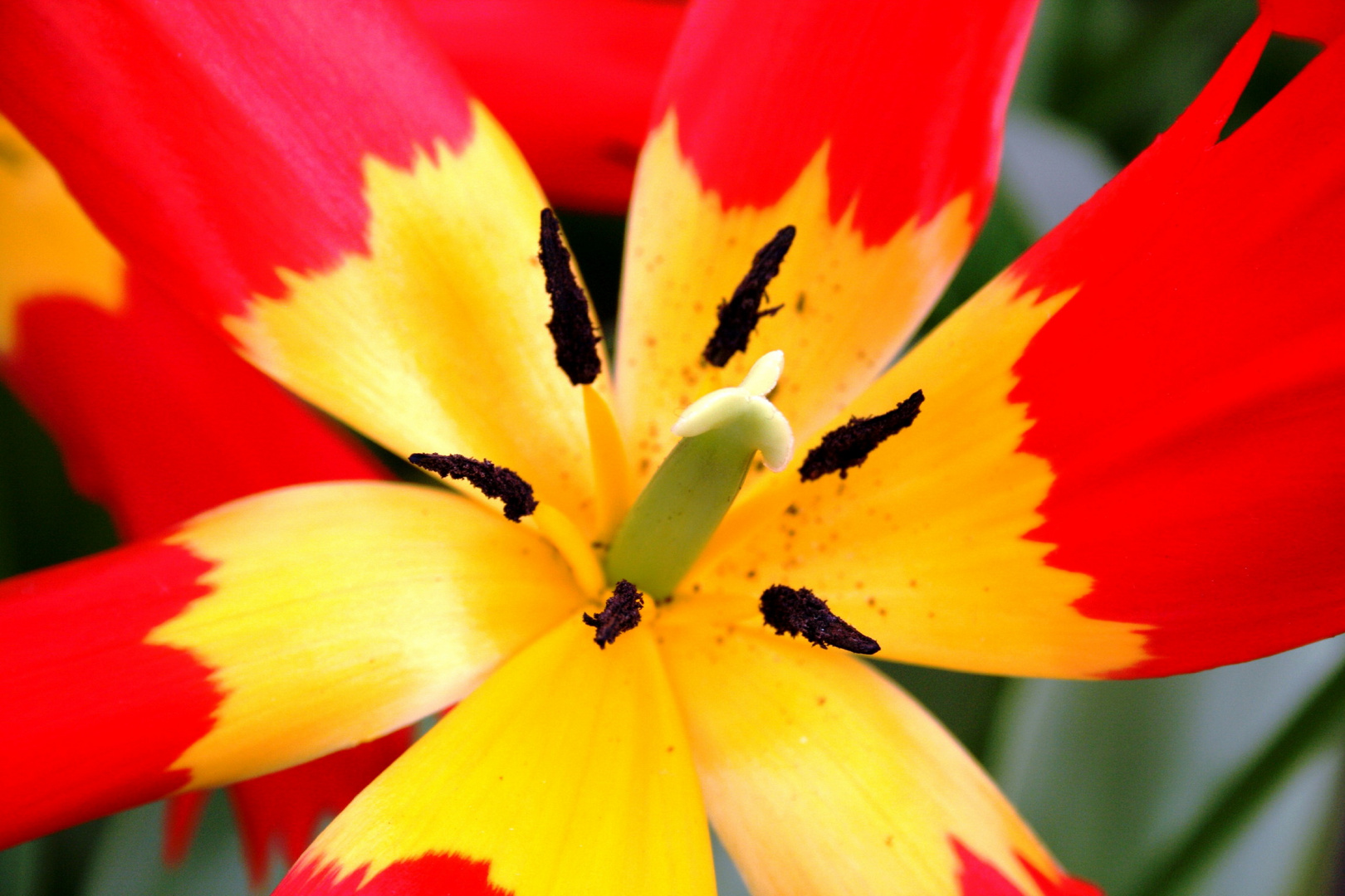 Keukenhof Lisse Niederlande (Tulpen) (23.03.2012)(6)