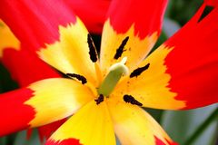 Keukenhof Lisse Niederlande (Tulpen) (23.03.2012)(6)