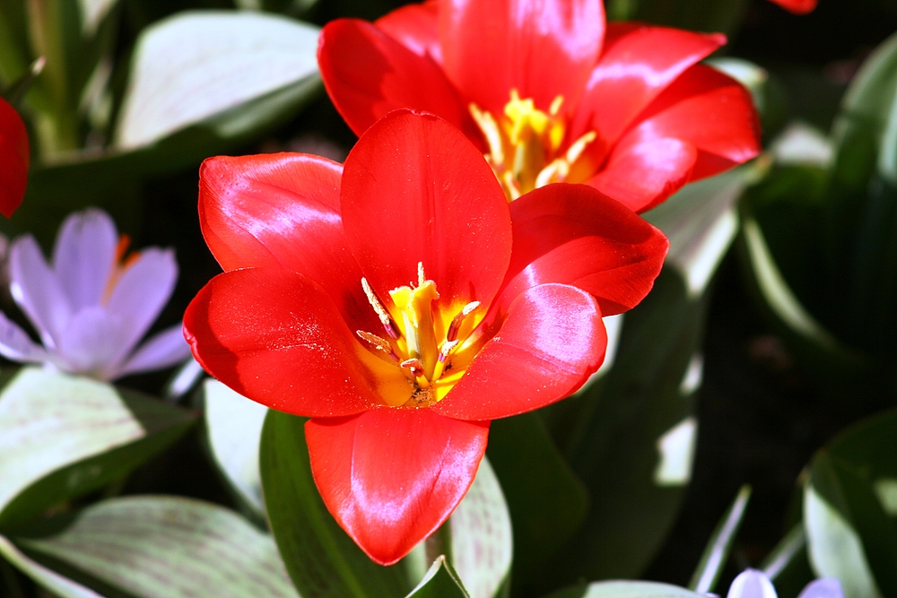 Keukenhof Lisse Niederlande (Tulpen + Krokusse) (23.03.2012)