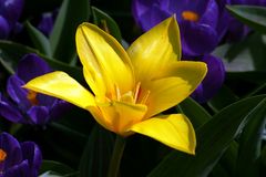 Keukenhof Lisse Niederlande (Tulpen + Krokusse) (23.03.2012)