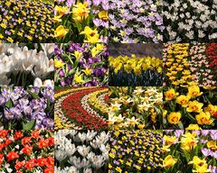 Keukenhof Lisse Niederlande (Tulpen + Krokusse) (23.03.2012)(2)