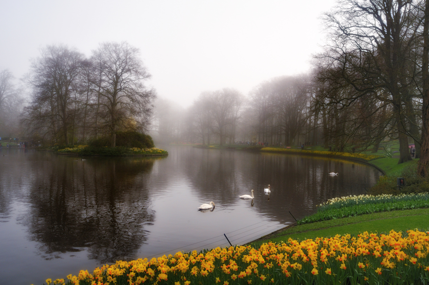 Keukenhof morning mist