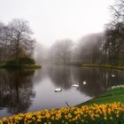 Keukenhof morning mist