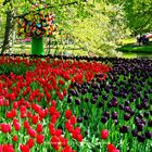 Keukenhof, Niederlande