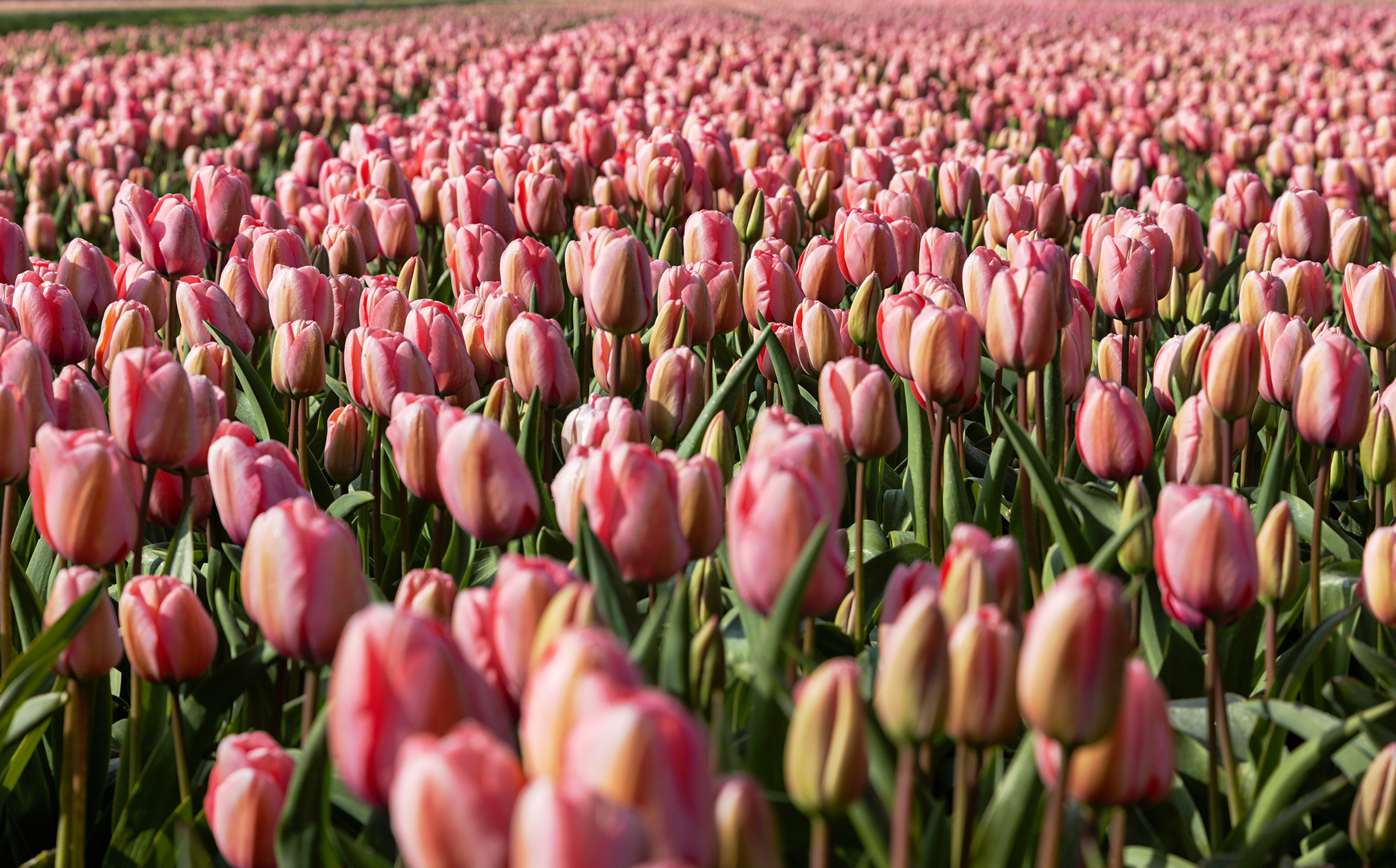 Keukenhof NL