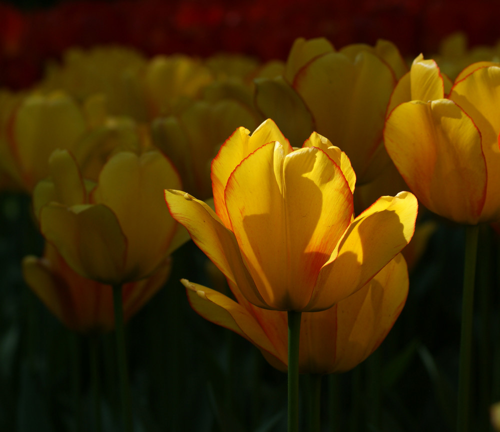 Keukenhof NL