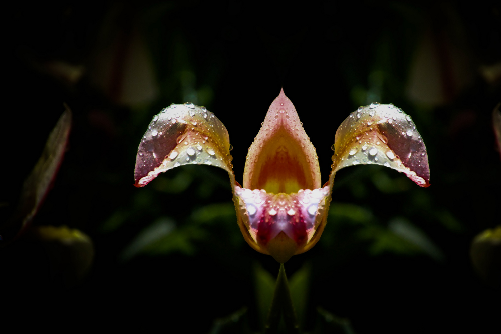 Keukenhof (NL)-55_3