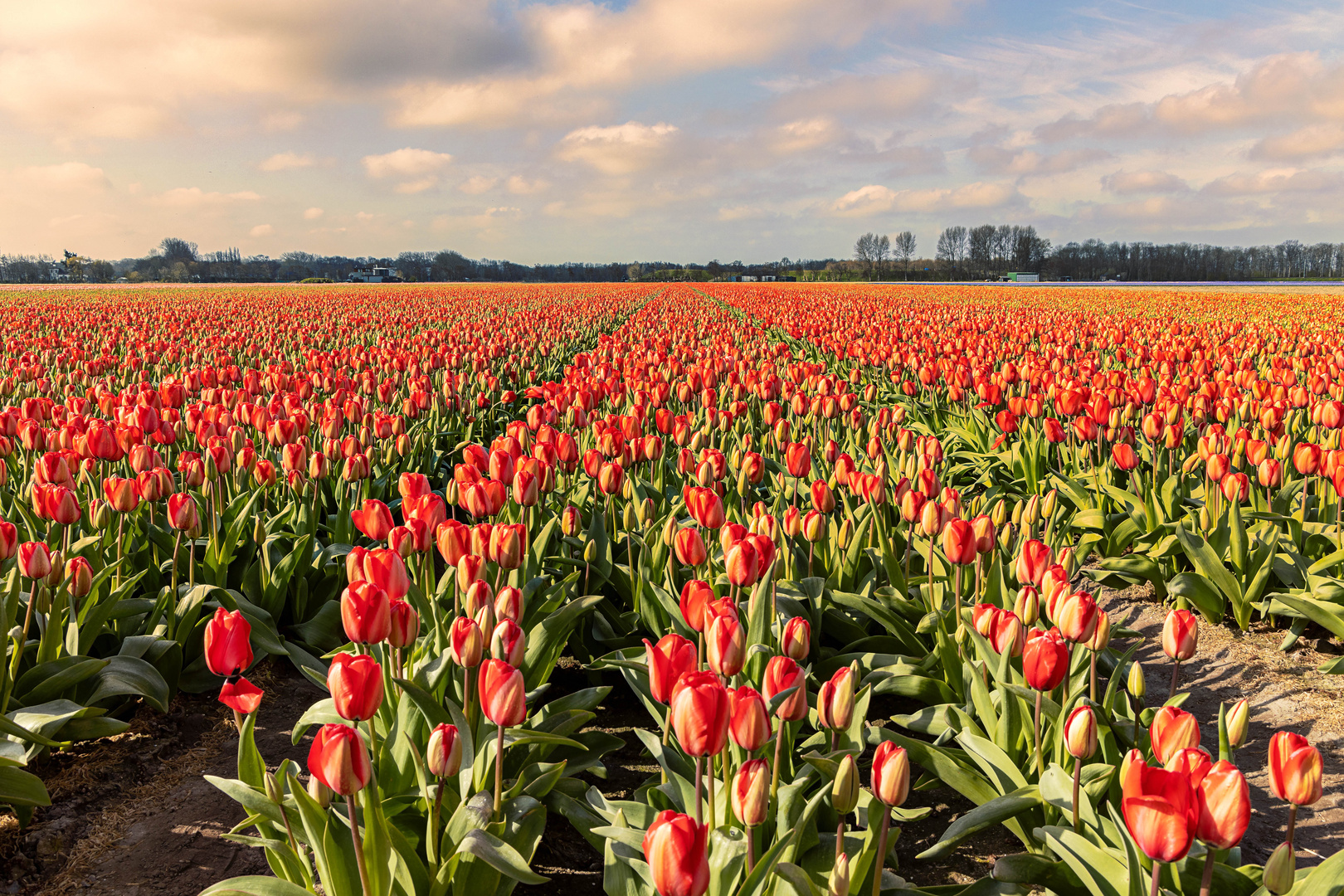 Keukenhof NL