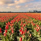 Keukenhof NL