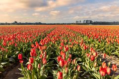 Keukenhof NL