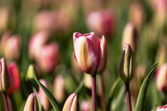 Keukenhof NL