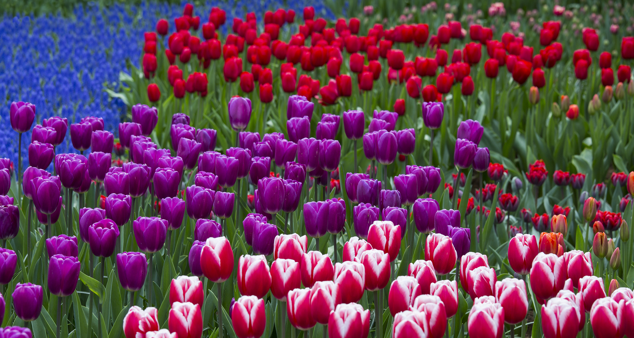 Keukenhof: rot blau violett