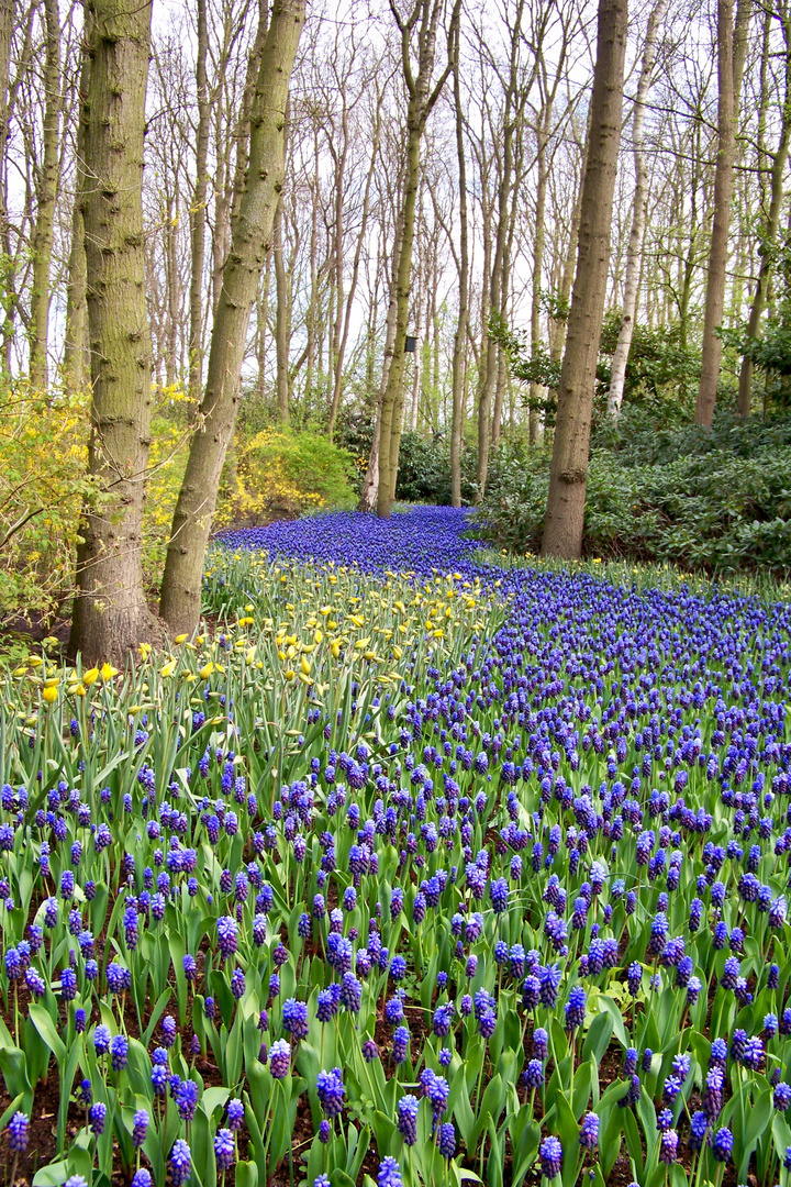 Keukenhof tulip gardens