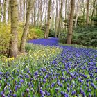 Keukenhof tulip gardens