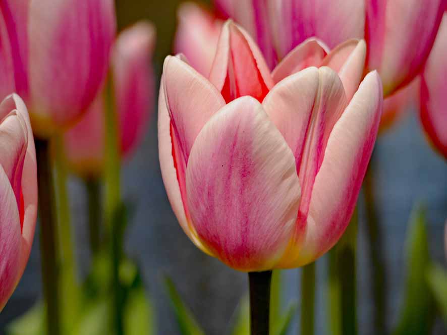 Keukenhof Tulpen 2