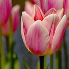 Keukenhof Tulpen 2