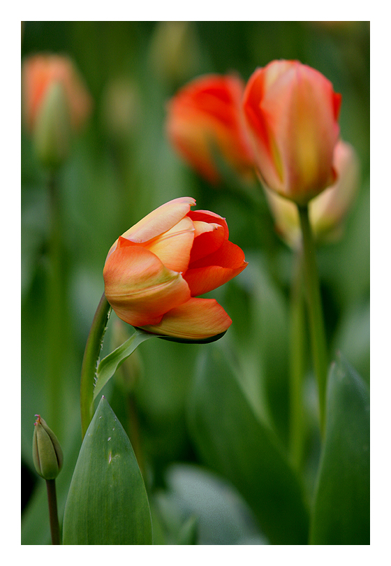 Keukenhof - Tulpen aus Holland