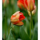 Keukenhof - Tulpen aus Holland