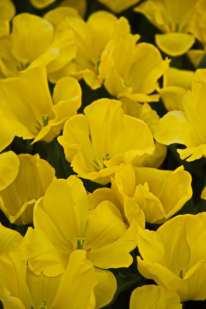 Keukenhof Tulpen im Farbrausch IV