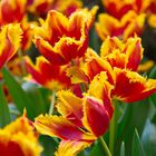 Keukenhof Tulpen im Farbrausch VI