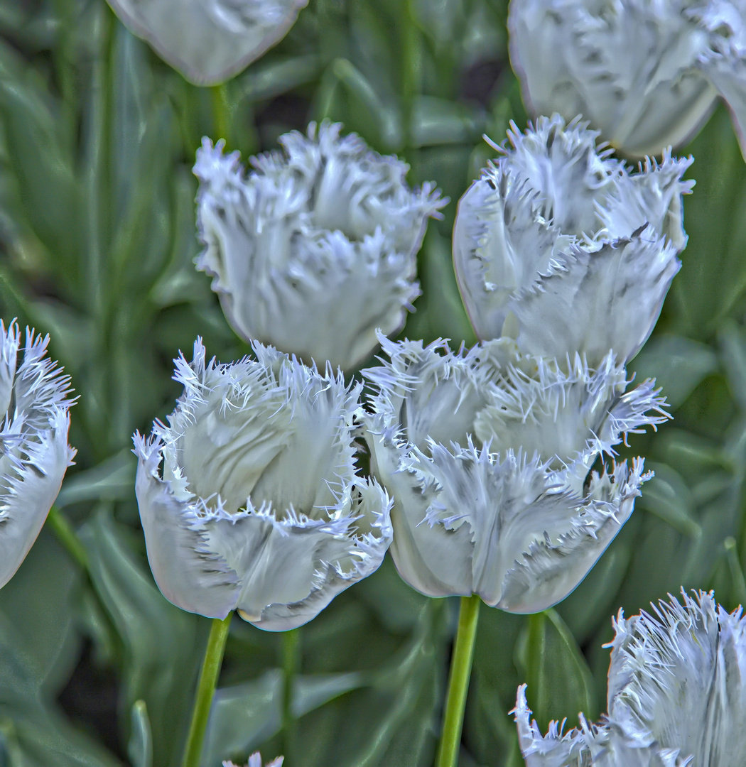 Keukenhof Tulpen im Farbrausch VII