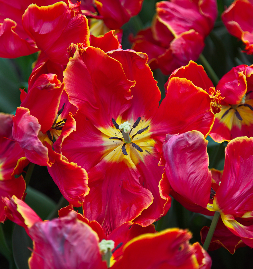 Keukenhof Tulpen im Farbrausch VIII