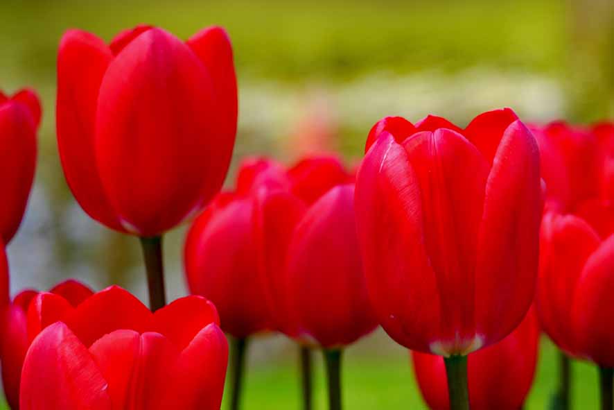 Keukenhof Tulpenblüte 3