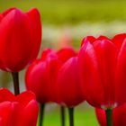 Keukenhof Tulpenblüte 3