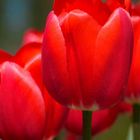 Keukenhof Tulpenblüte 6