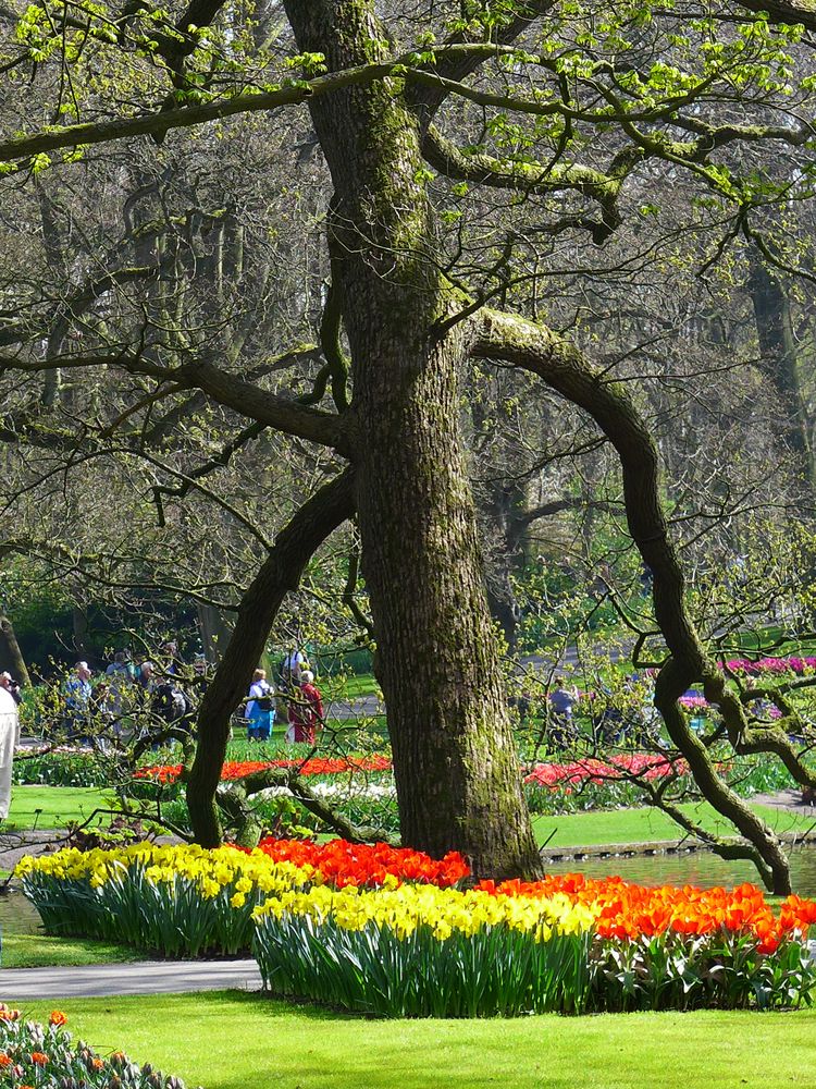 Keukenhof tut gut