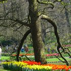 Keukenhof tut gut