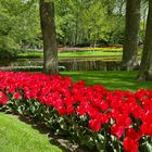 Keukenhof V