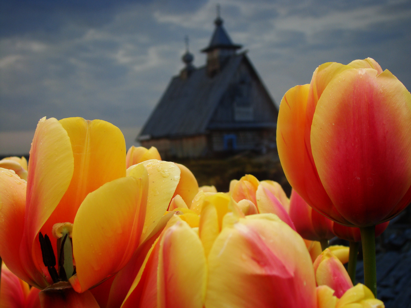 Keukenhof wonderland