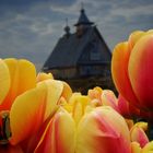 Keukenhof wonderland