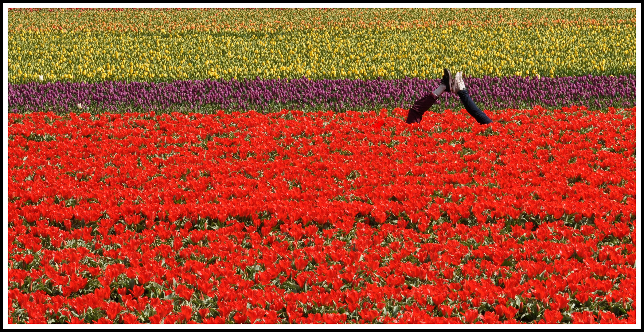 Keukenhof,Holland