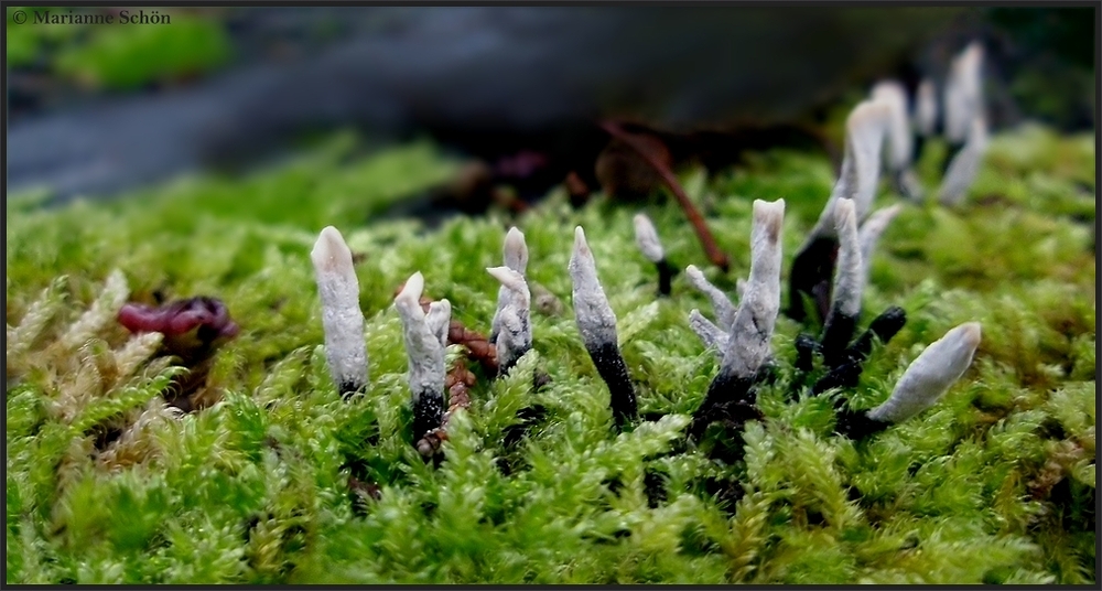 * Keulchen * Foto & Bild pflanzen, pilze & flechten, pilze & flechten