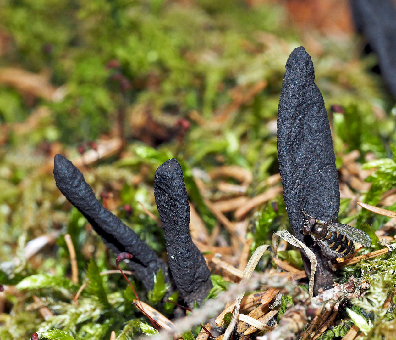 Keulen vom Wald: Ahorn-Keulenpilz (Xylaria longipes).