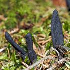 Keulen vom Wald: Ahorn-Keulenpilz (Xylaria longipes).