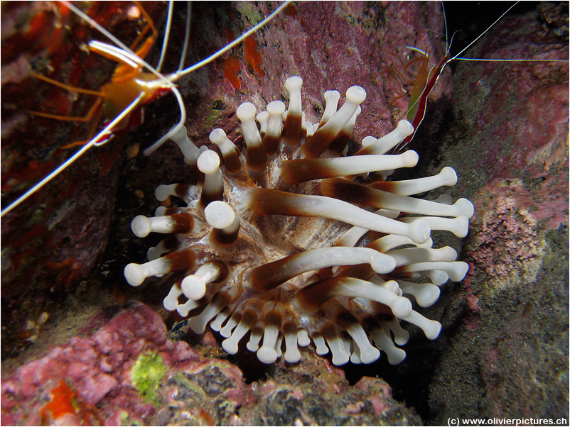 Keulenanemone