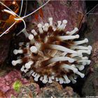 Keulenanemone