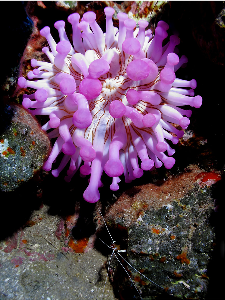 Keulenanemone