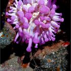 Keulenanemone