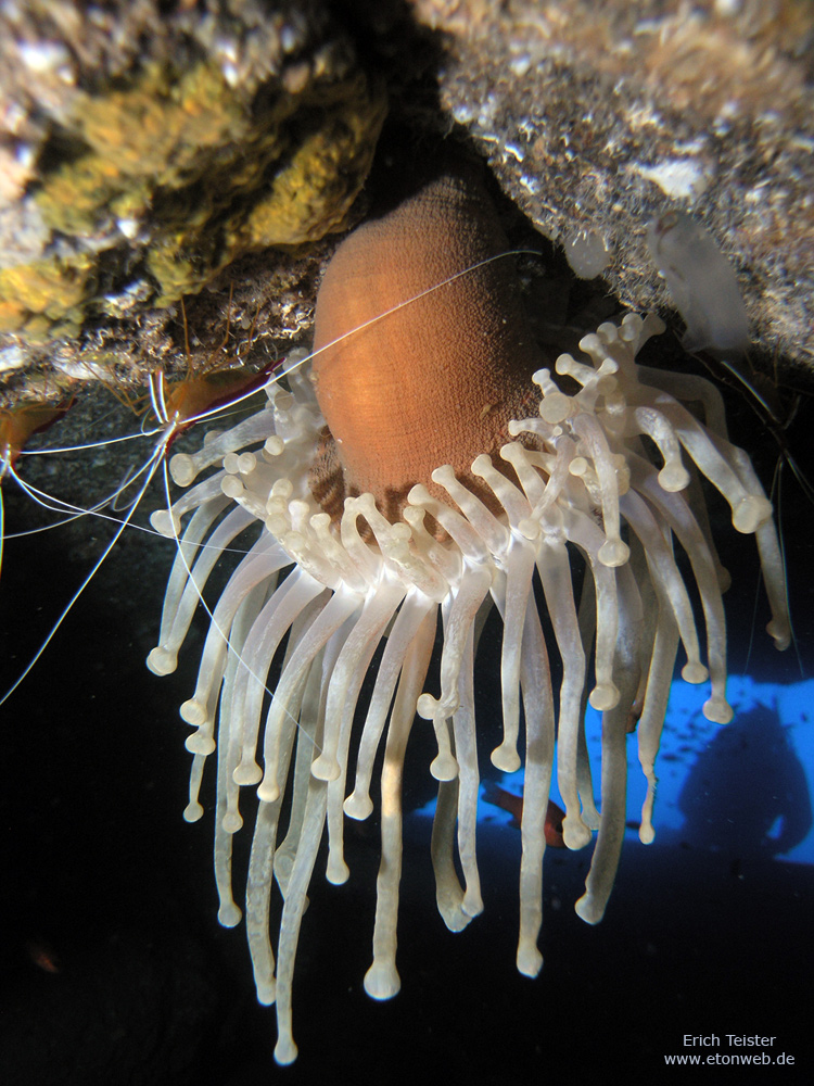 Keulenanemone