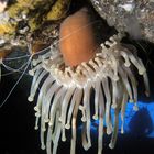 Keulenanemone