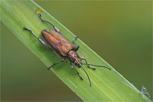 Keulenbeiniger Schilfkäfer